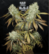 Banana Kush (BSB Genetics)