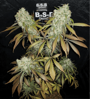 Banana Kush (BSB Genetics)