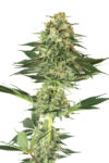 Banana Kush (White Label Seeds)