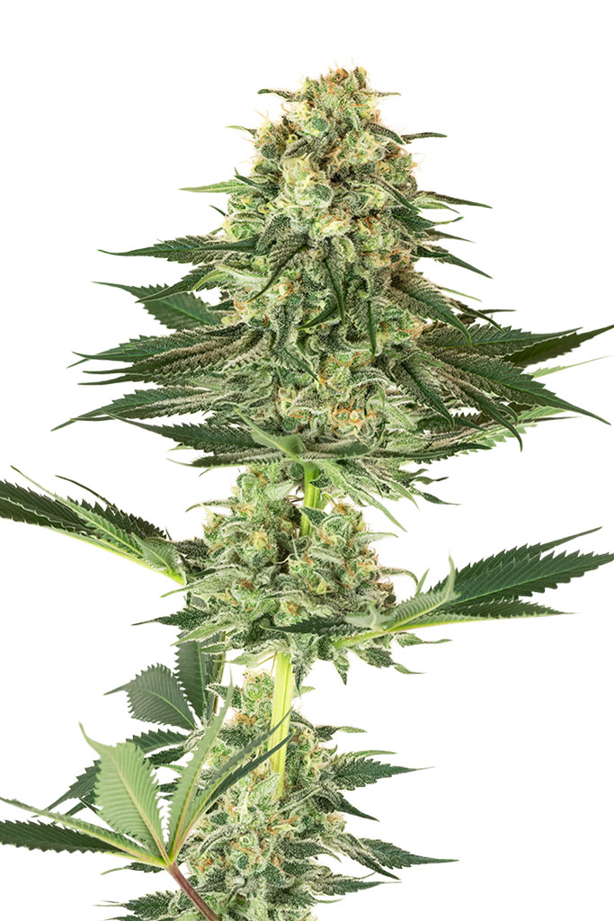 Banana Kush (White Label Seeds)