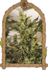 Banana Mash Auto