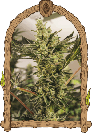 Banana Mash Auto