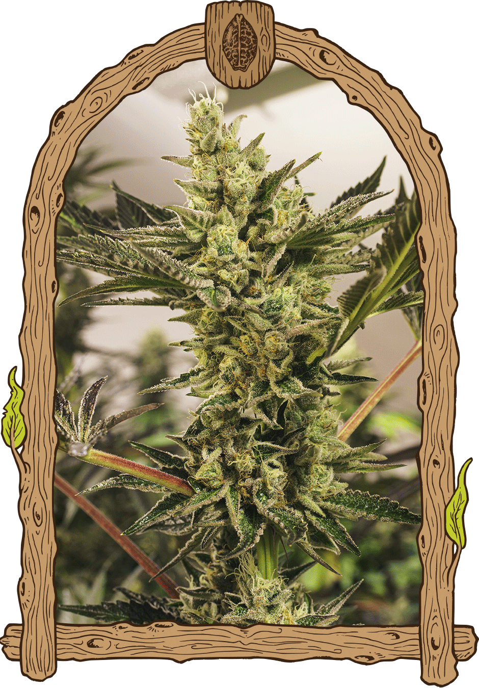 Banana Mash Auto