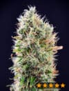 Banana Punch Auto (PowerStrains)