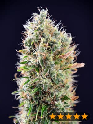 Banana Punch Auto (PowerStrains)