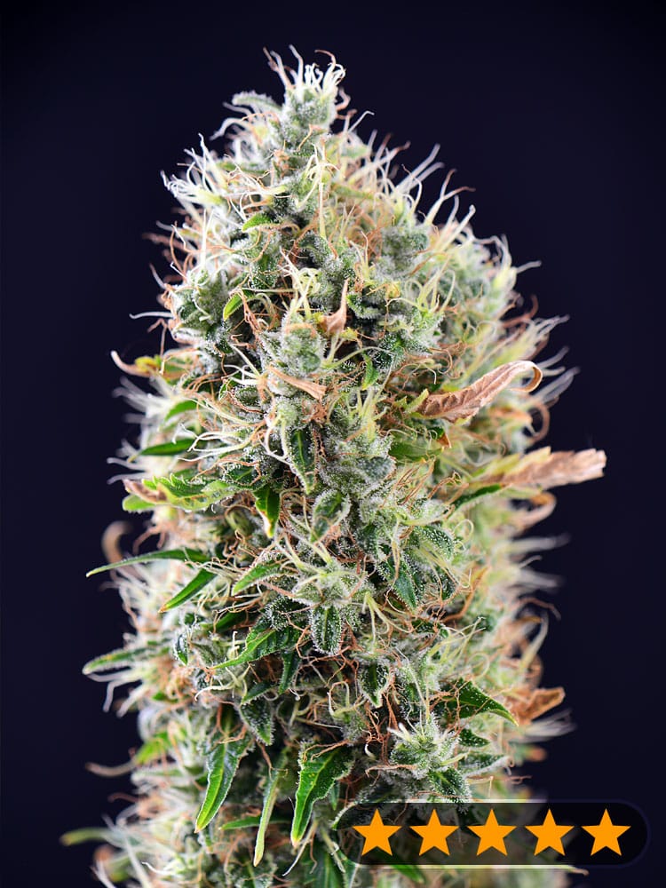 Banana Punch Auto (PowerStrains)