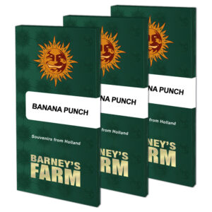 Banana Punch (Barney´s Farm)