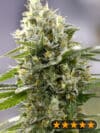 Banana Punch (PowerStrains)