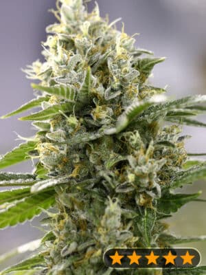 Banana Punch (PowerStrains)