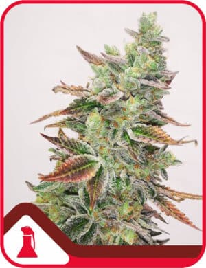 Banana Purp