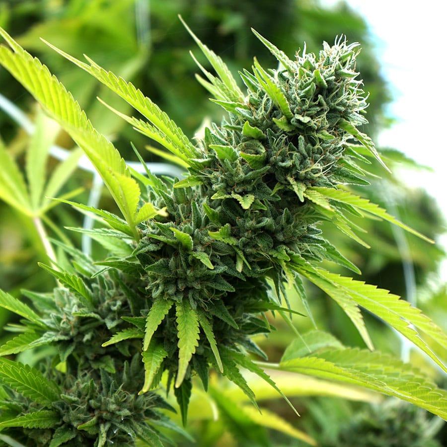 Banana Sapphire