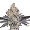 Banana Sherbet Double XL Auto