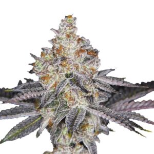 Banana Sherbet Double XL Auto