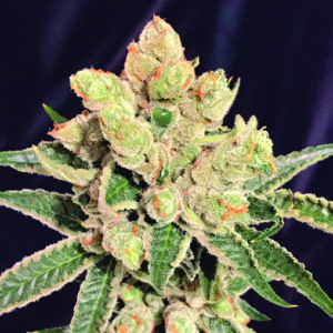 Banana Sherbet (The Kush Brothers Seeds)