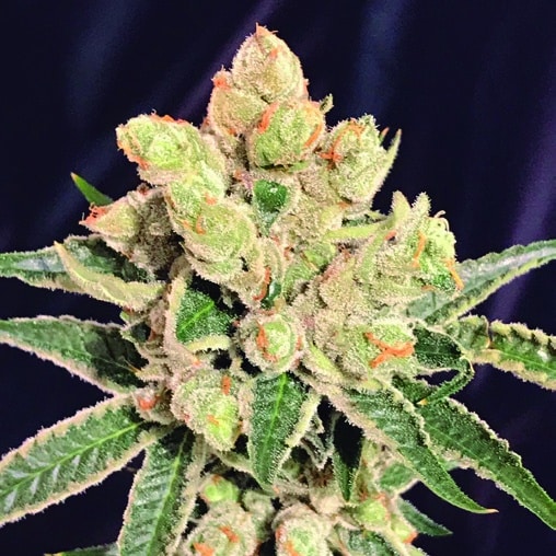 Banana Sherbet (The Kush Brothers Seeds)