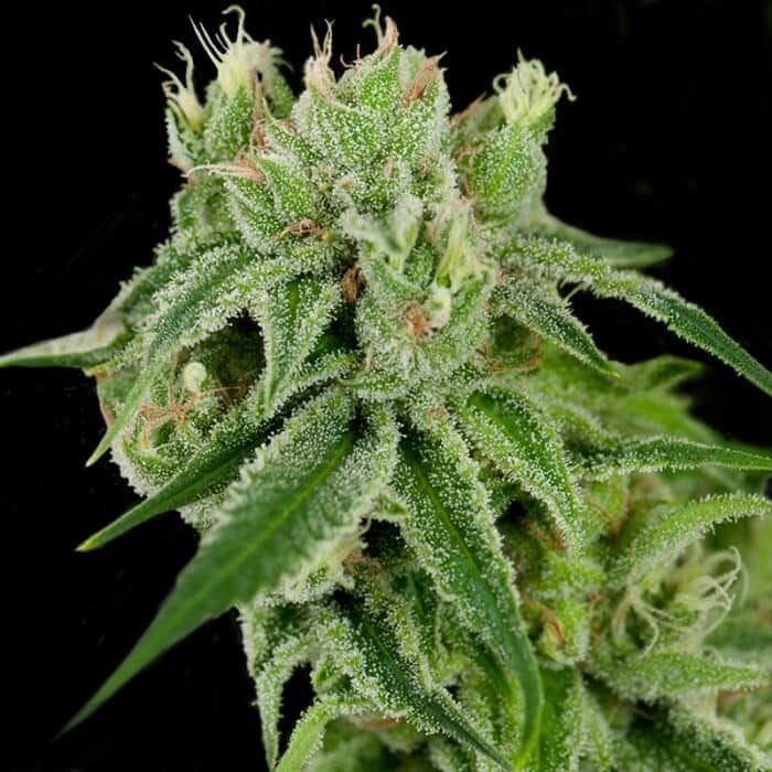 Banana Split Reg.