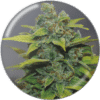 Banana Zkittlez