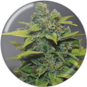 Banana Zkittlez