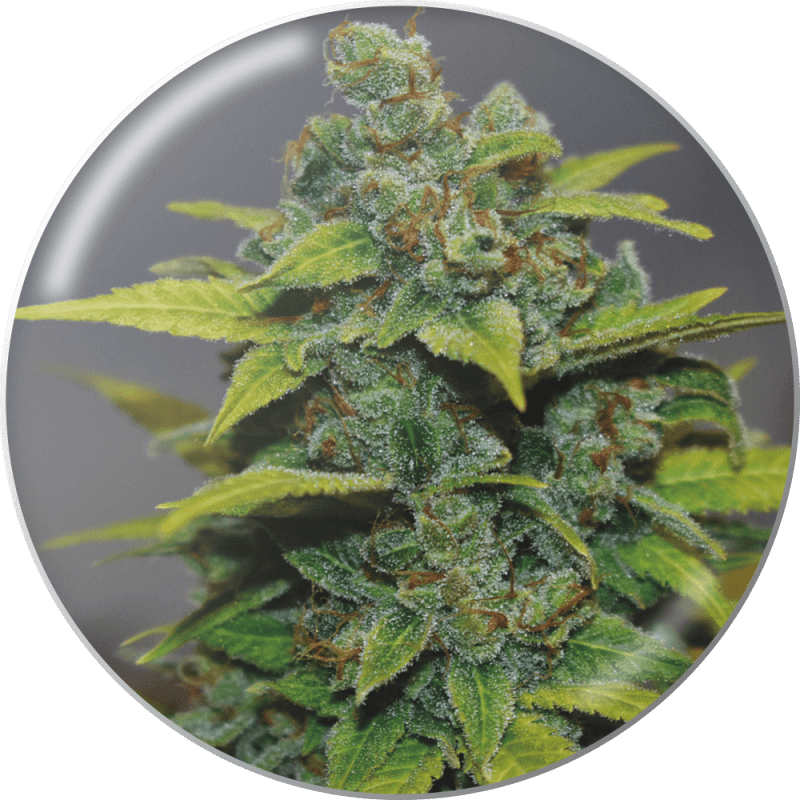 Banana Zkittlez