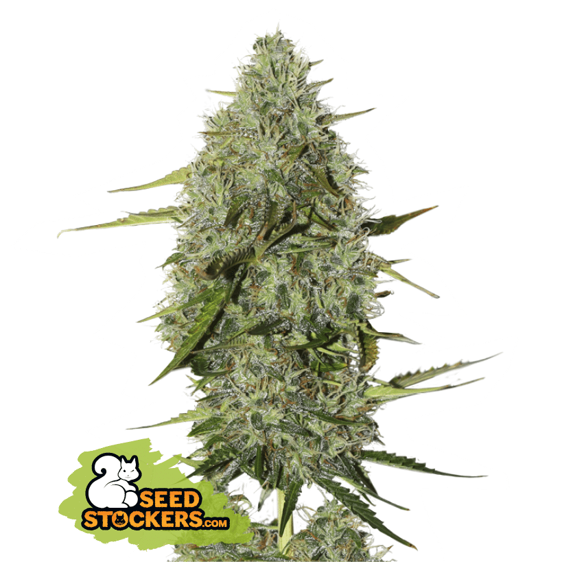 BCN Critical XXL Auto