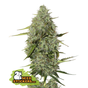BCN Critical XXL Auto