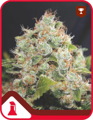 BCN Sour Diesel (Medical Seeds)