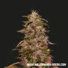 Big Altai Sativa Express