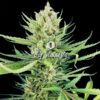 Big Amnesia