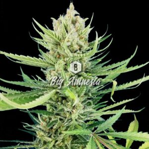 Big Amnesia