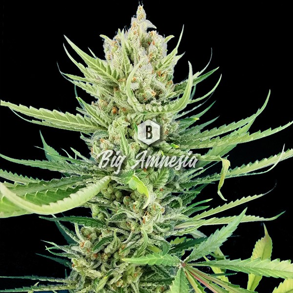 Big Amnesia