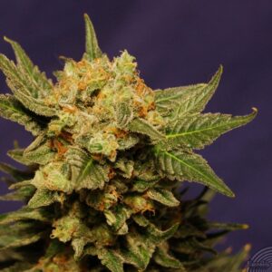 Big Band (Kannabia Seeds)