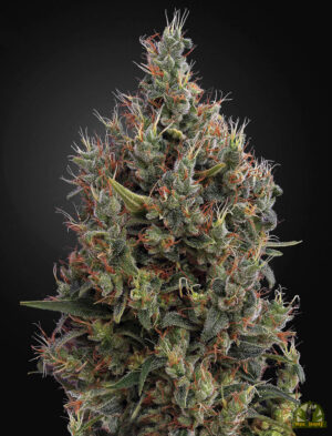 Big Bang Auto