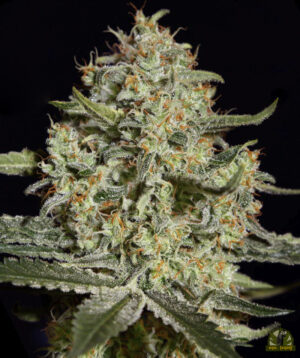 Big Bang (Green House Seed)