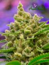 Big Bazooka Auto