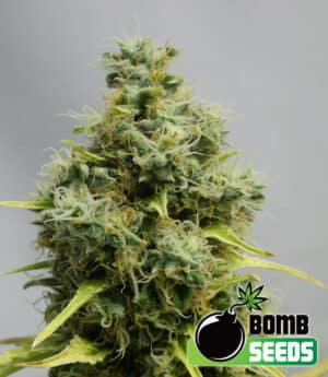 Big Bomb