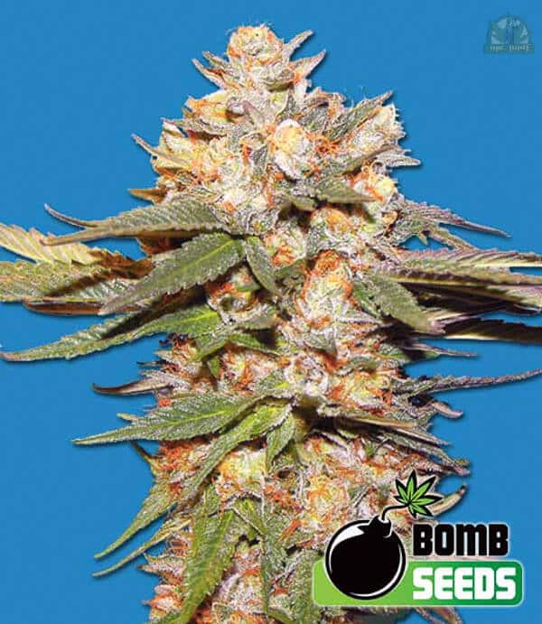 Big Bomb Auto