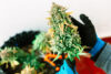 Big Bud 100 Samen (Mr. Hanf Seeds)