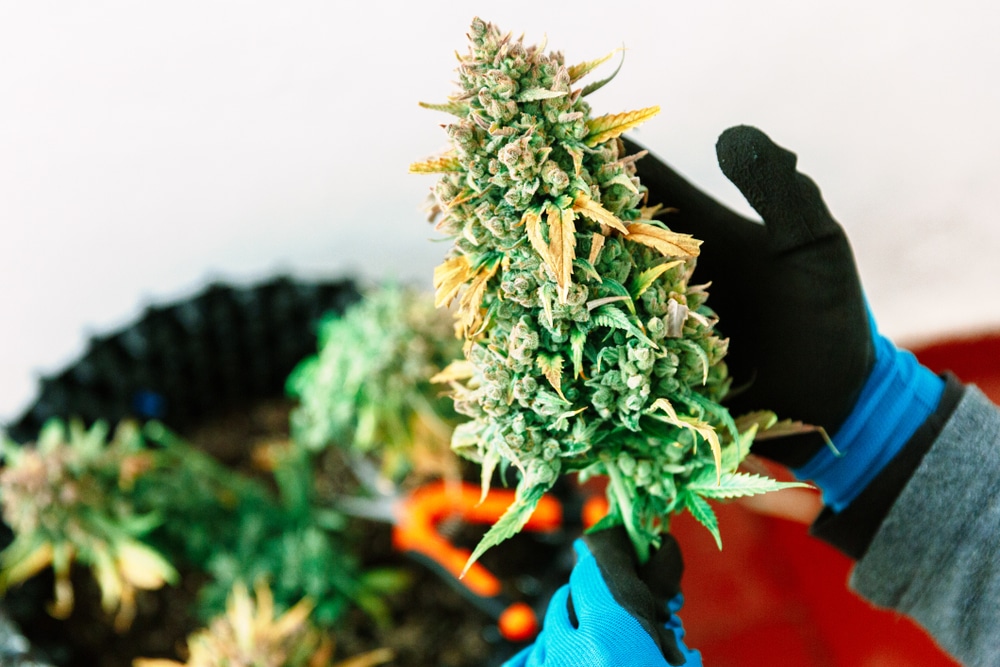 Big Bud Auto 100 Samen