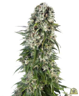 Big Bud Automatic