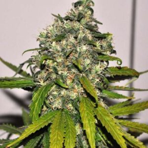Big Bud Auto (Nirvana Seeds)