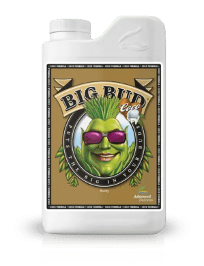 Big Bud Coco