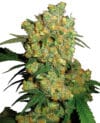 Big Bud Reg.