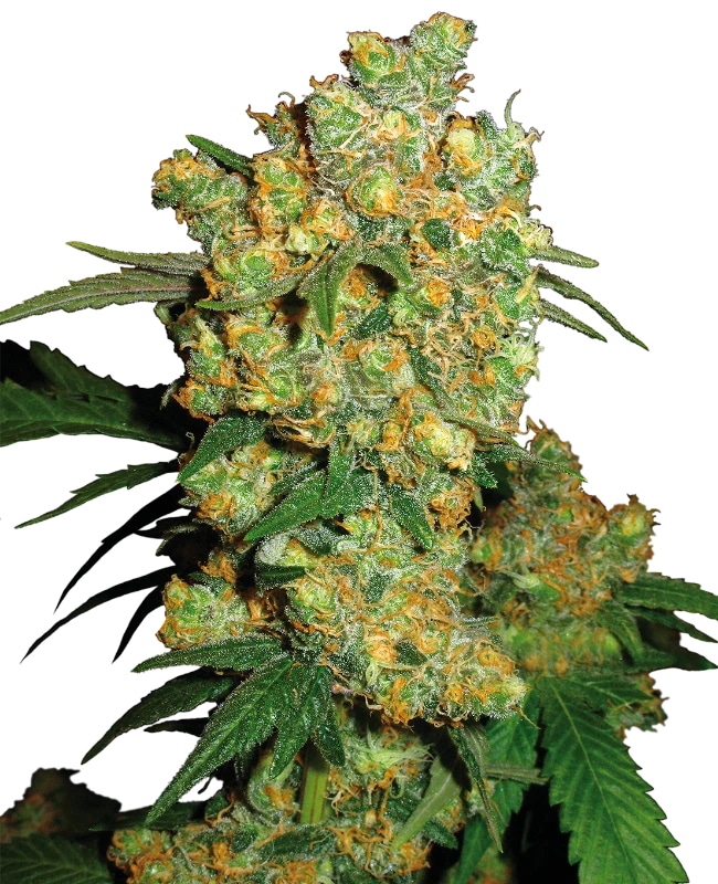 Big Bud Reg.