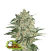 Big Bud (Seedstockers)