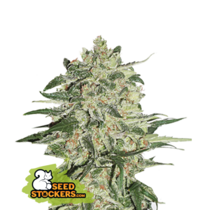 Big Bud (Seedstockers)