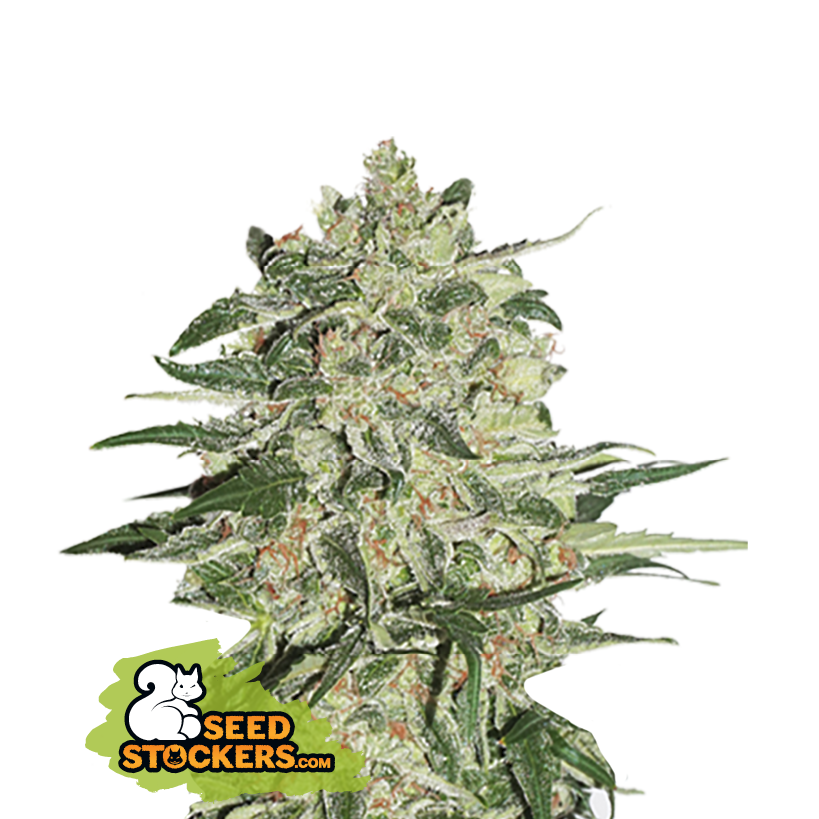 Big Bud (Seedstockers)