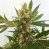 Big Domina Auto