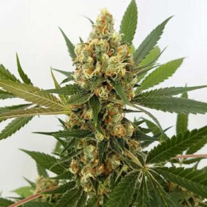 Big Domina Auto