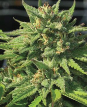 Bigfoot Glue