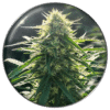 Biorelief CBD